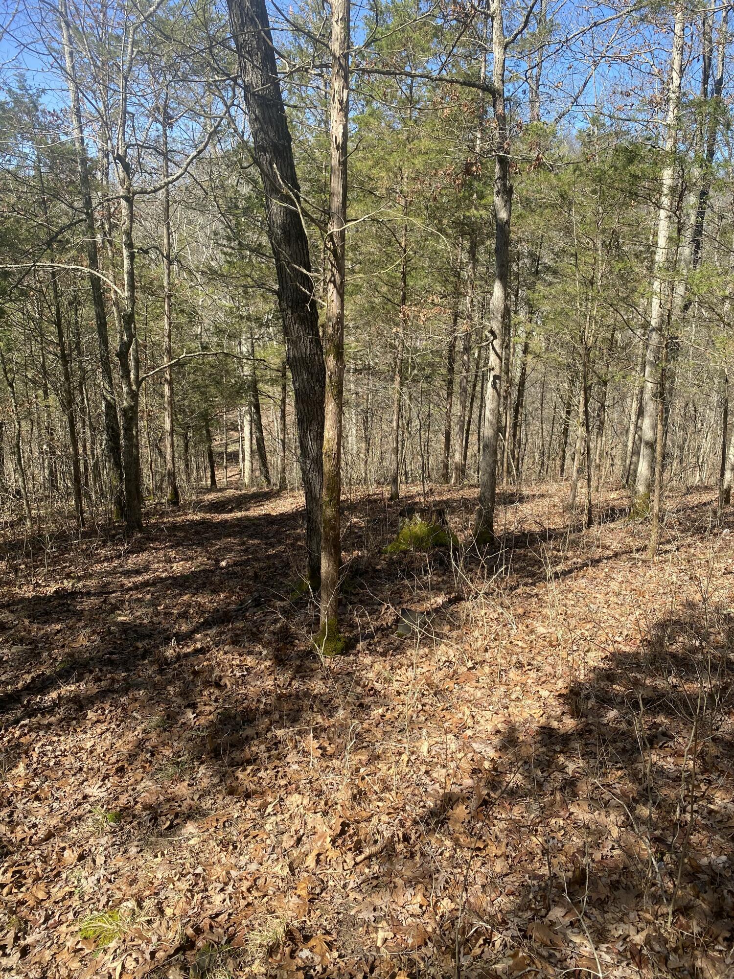 0 Mattox Road Falmouth, KY 41040 - Photo 14 of 19