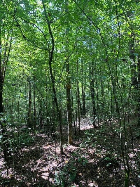 481 Archville Road Reliance, TN 37369 - Photo 5 of 10 Gallery Image 5