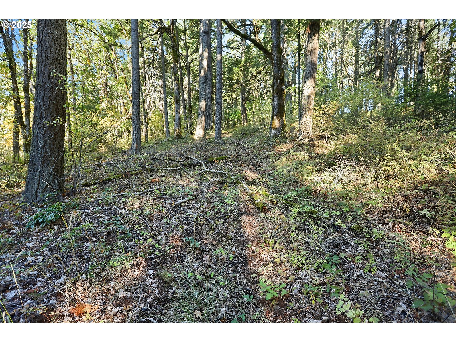 80 Echo Glen Road White Salmon, WA 98672 - Photo 45 of 48 a view of outdoor space and trees