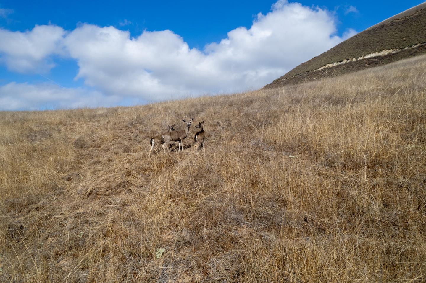 367 San Benancio Road Salinas, CA 93908 - Photo 19 of 29 a view of a sky
