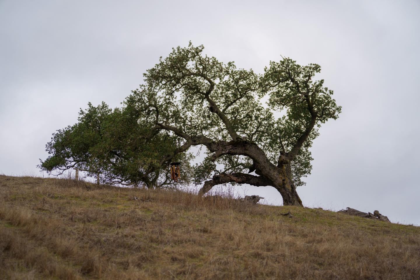 367 San Benancio Road Salinas, CA 93908 - Photo 23 of 29 a view of mountain view with trees in the background