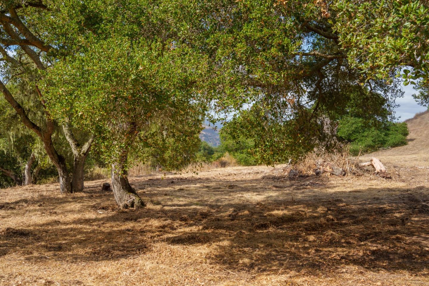 367 San Benancio Road Salinas, CA 93908 - Photo 6 of 29 a view of a tree in the middle of a yard
