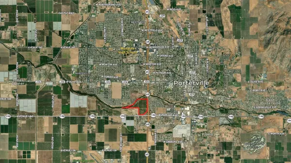 a close up of a tree