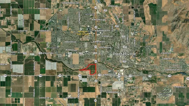 a close up of a tree