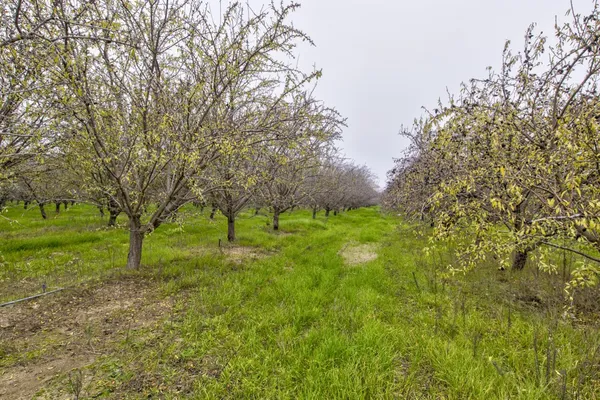 a view of yard with trees