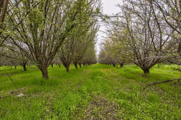 a view of backyard with large trees