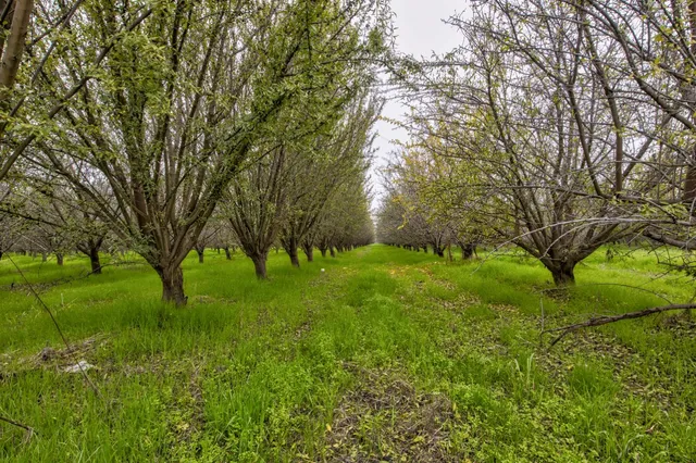 a view of backyard with large trees