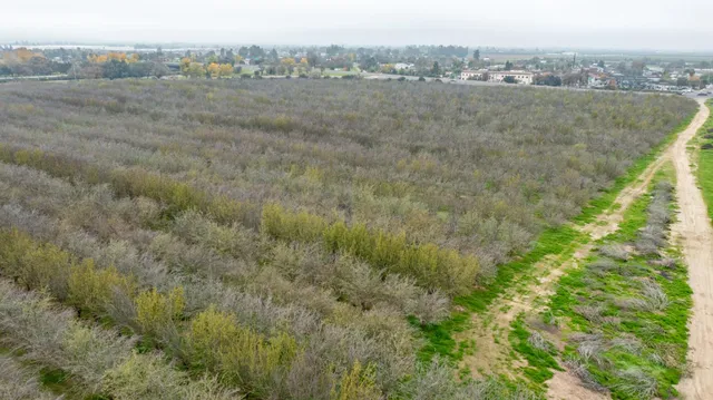 a view of a dry yard with green space