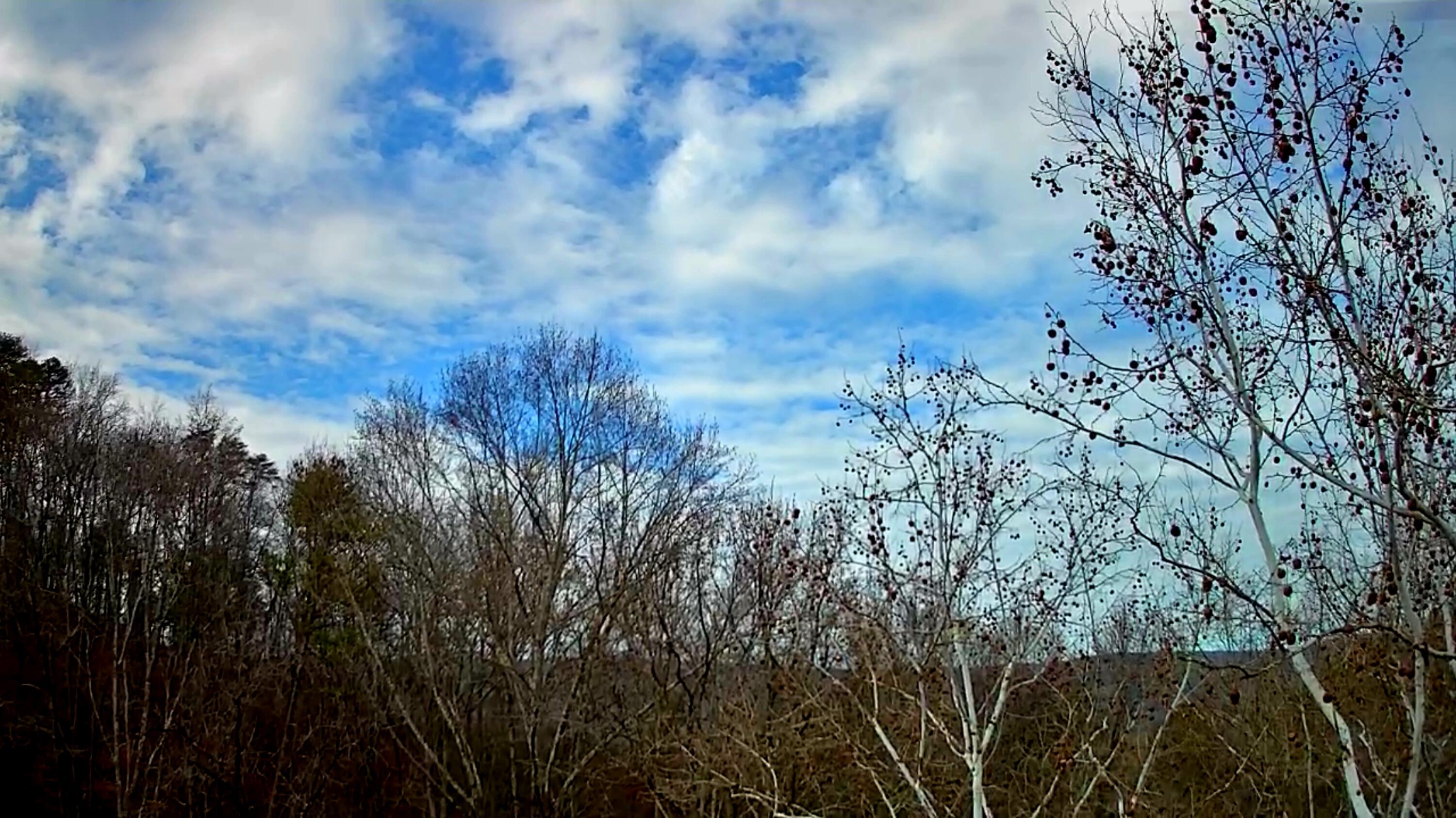 8815 Gann Road, Unit 4 Soddy Daisy, TN 37379 - Photo 11 of 13 IMG_20260122_1422016