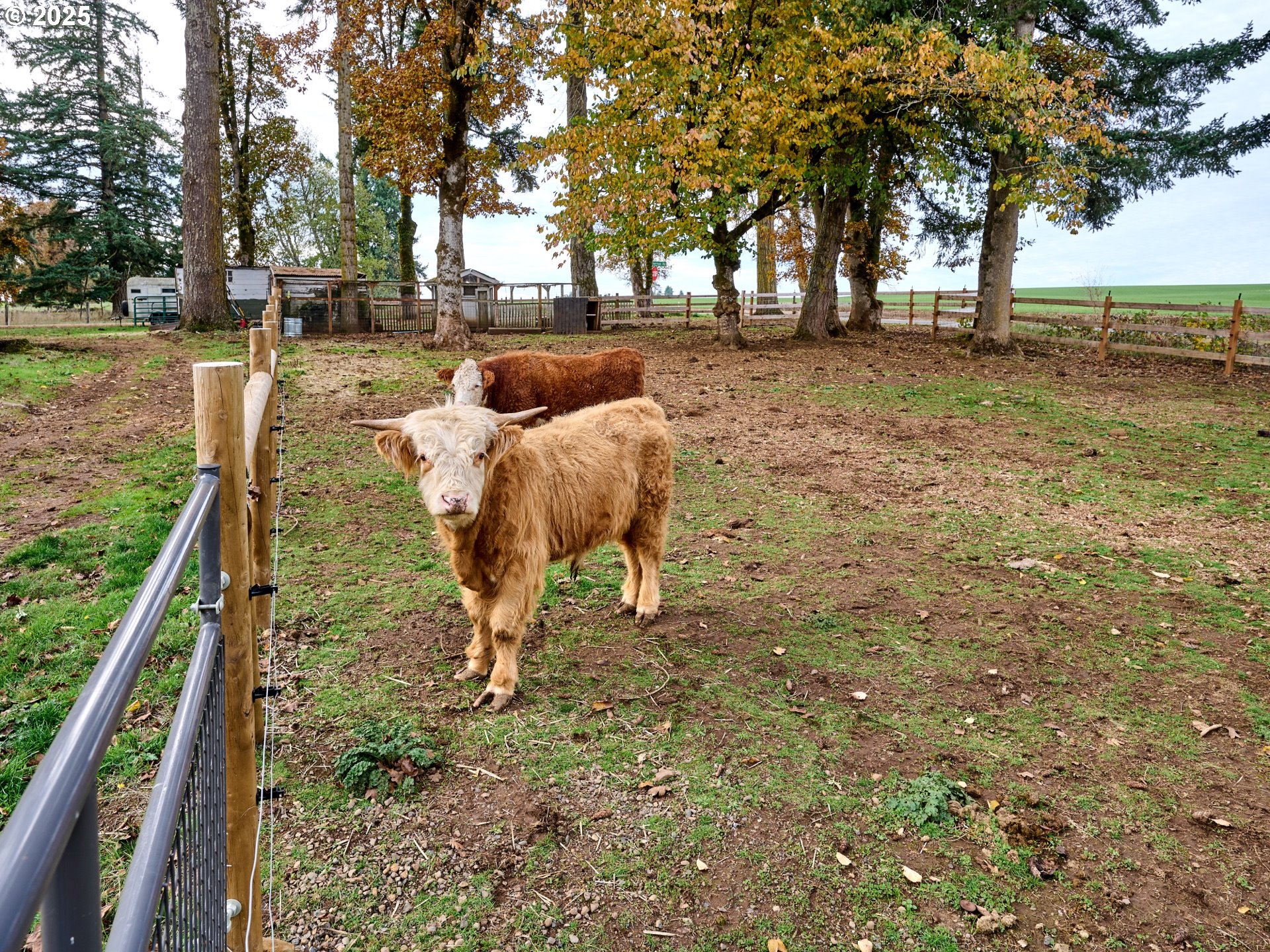 6288 Sherman Road Southeast Aumsville, OR 97325 - Photo 30 of 45 a view of yard with tree s