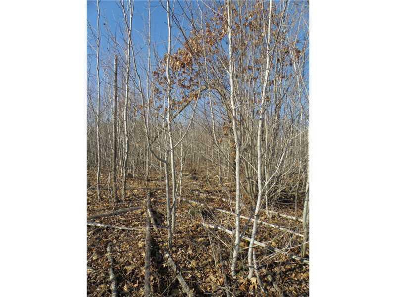 Lot 65-1 Stanchfield Ridge Road Milo, ME 04463 - Photo 5 of 10 Land/Lot. Interior thick...