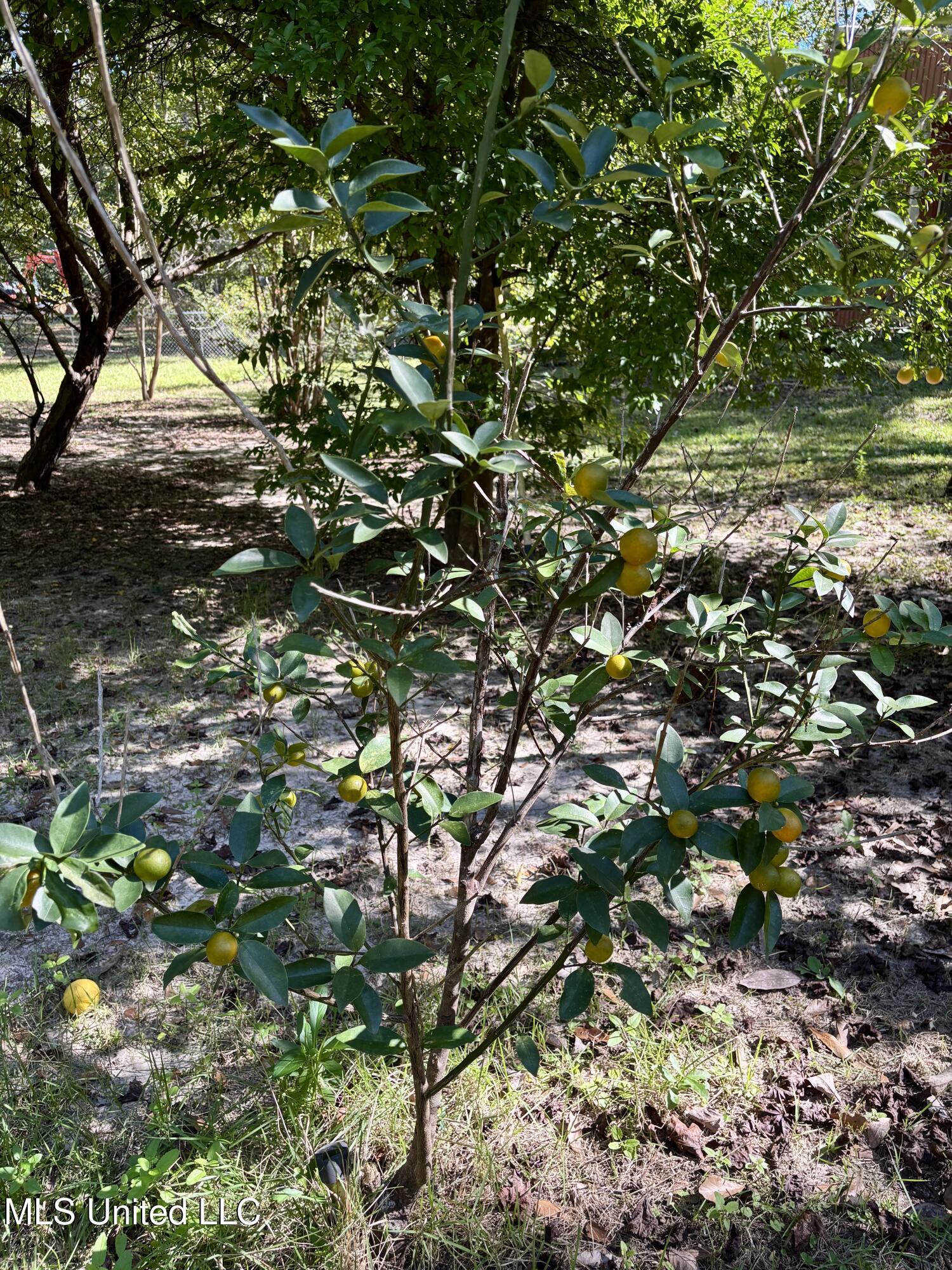 1316 Homestead Boulevard Gautier, MS 39553 - Photo 12 of 40 IMG_5593