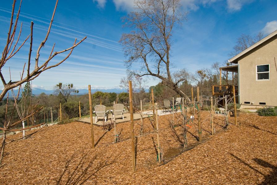 6760 Black Butte Road Shingletown, CA 96088 - Photo 36 of 39 Grape Vines