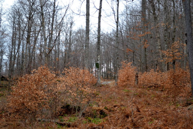 Lot 4 Hawk Ridge Saranac Lake, NY 12983 - Photo 3 of 14 Gallery Image 3