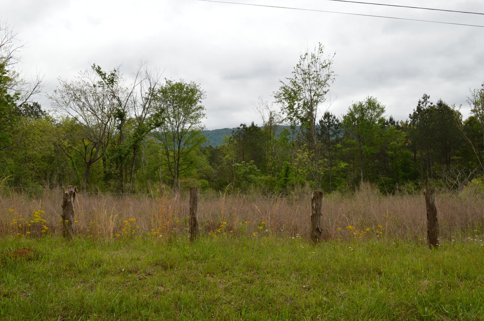 0 Bailey Road Benton, TN 37307 - Photo 2 of 3 Gallery Image 2