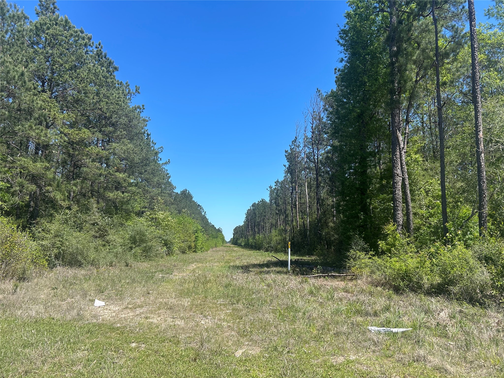 Lot 39 Carter Ranch Road Kountze, TX 77625 - Photo 6 of 13 a view of a yard with a tree