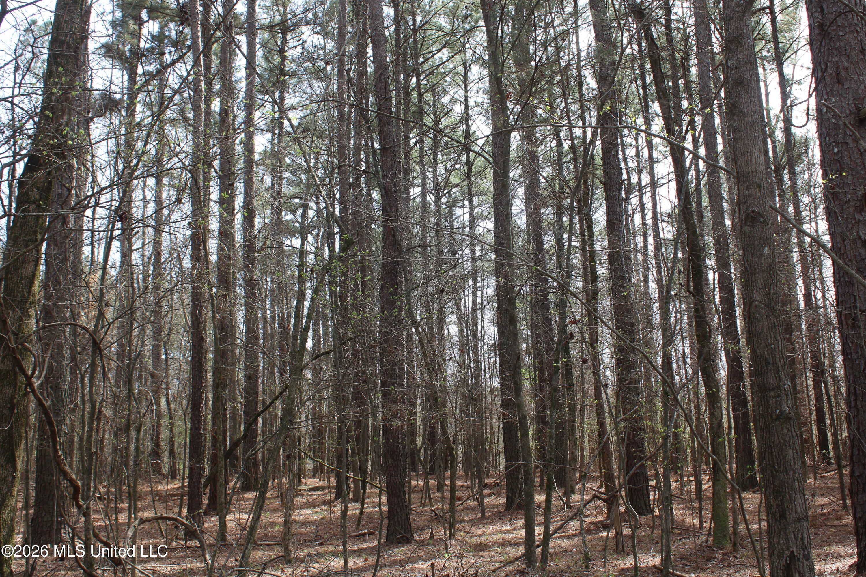 4500 Jaybird Road Hernando, MS 38632 - Photo 15 of 55 IMG_7544