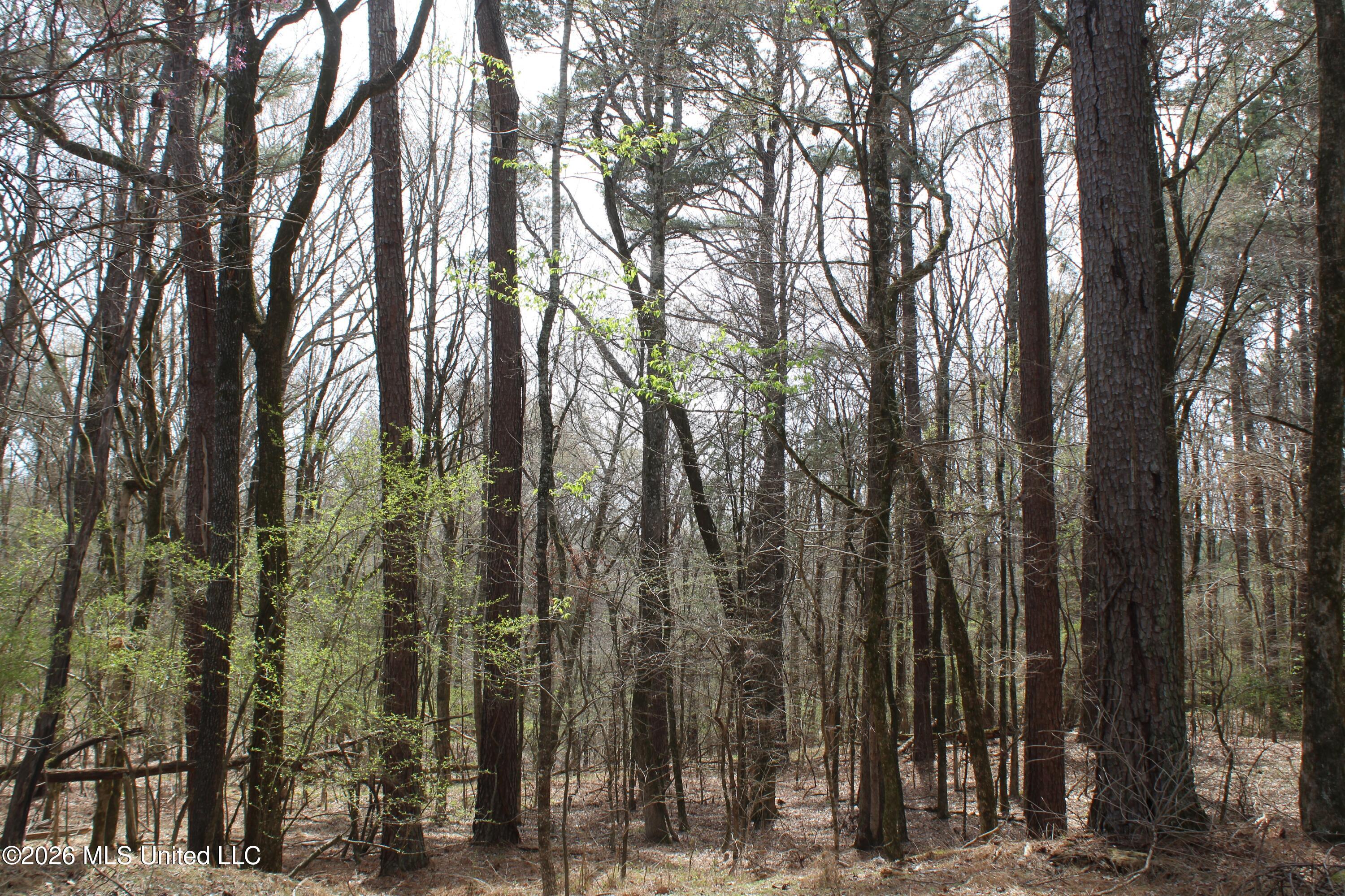 4500 Jaybird Road Hernando, MS 38632 - Photo 17 of 55 IMG_7546