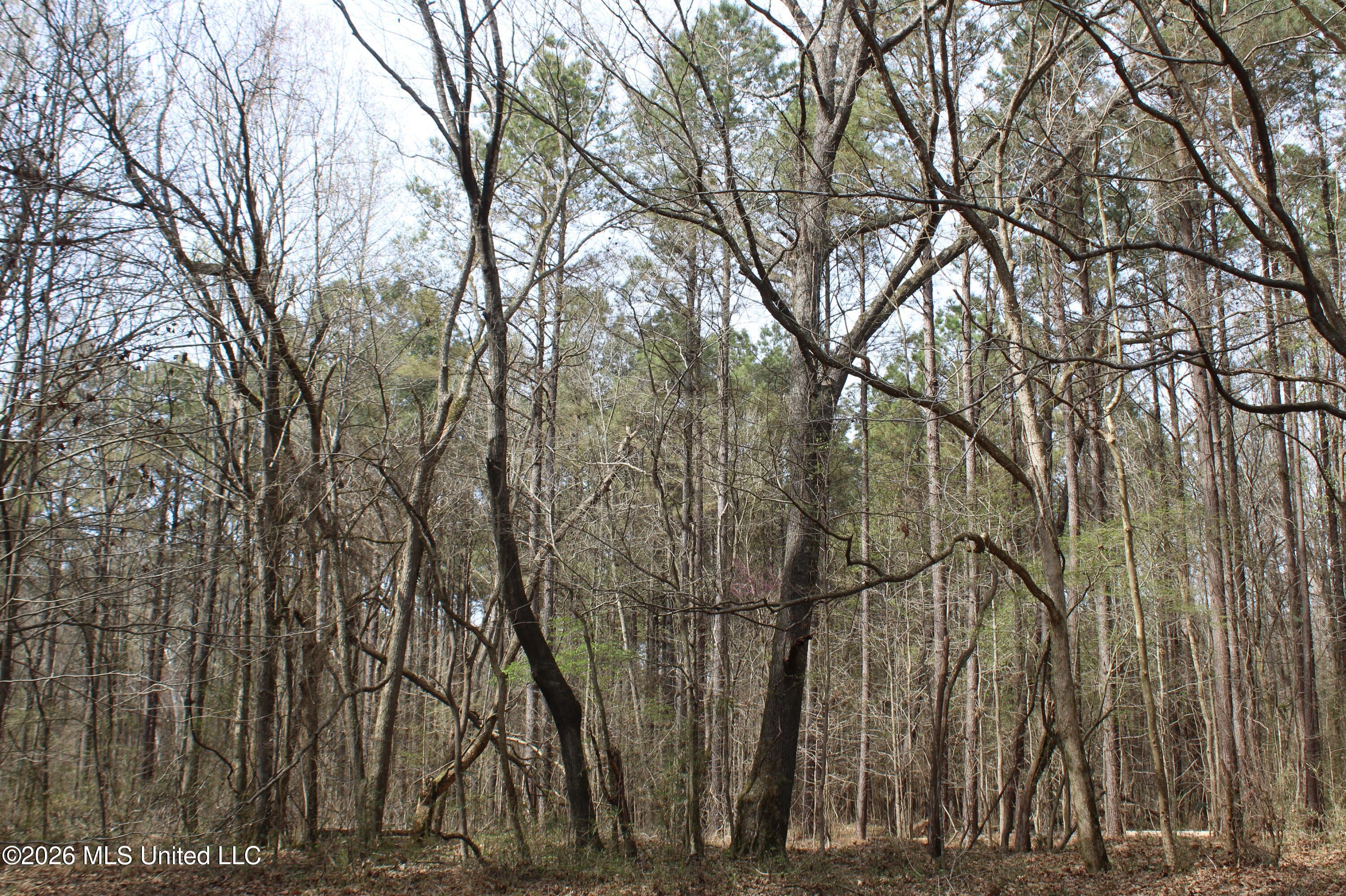 4500 Jaybird Road Hernando, MS 38632 - Photo 21 of 55 IMG_7550