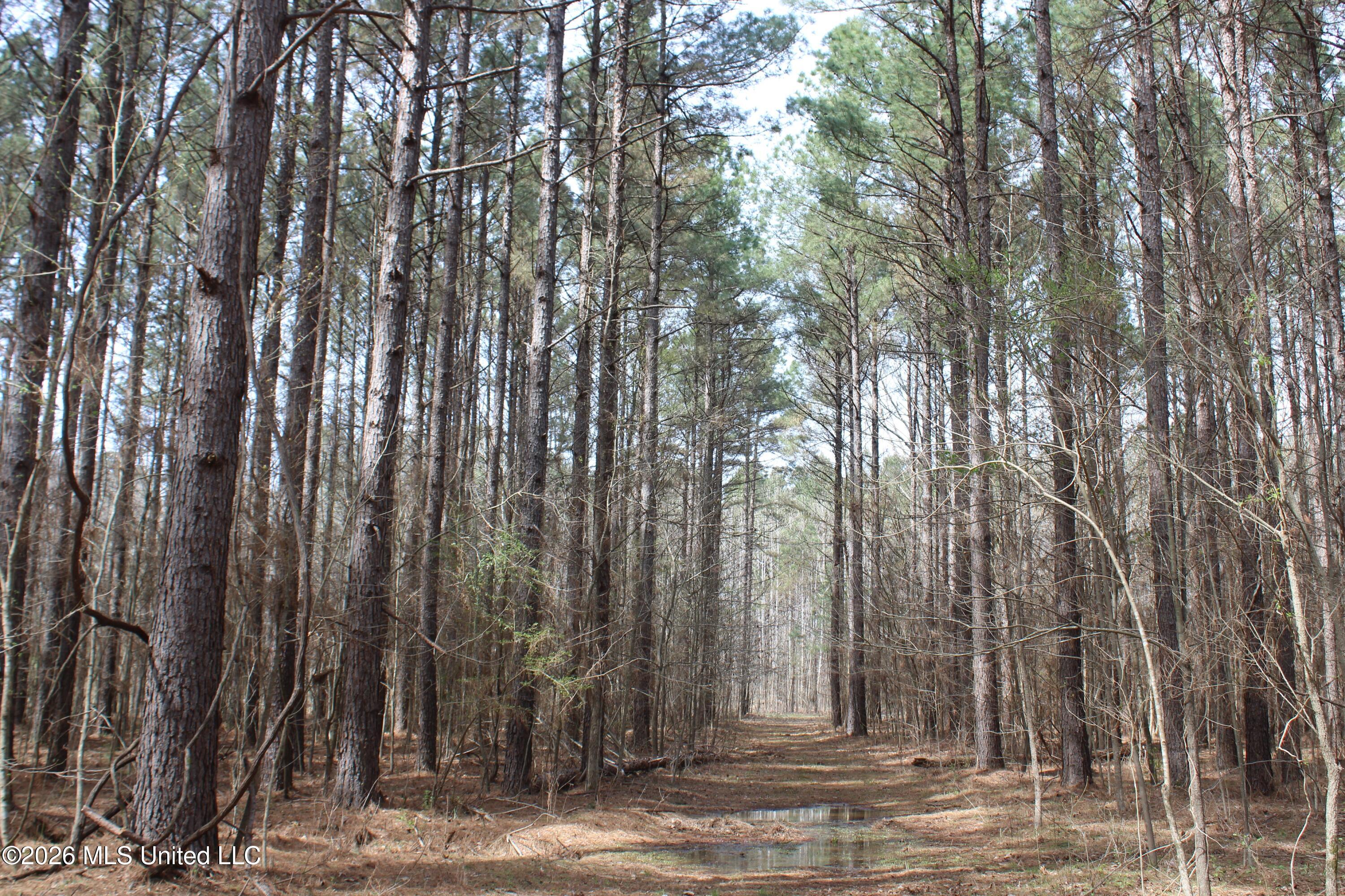 4500 Jaybird Road Hernando, MS 38632 - Photo 24 of 55 IMG_7553