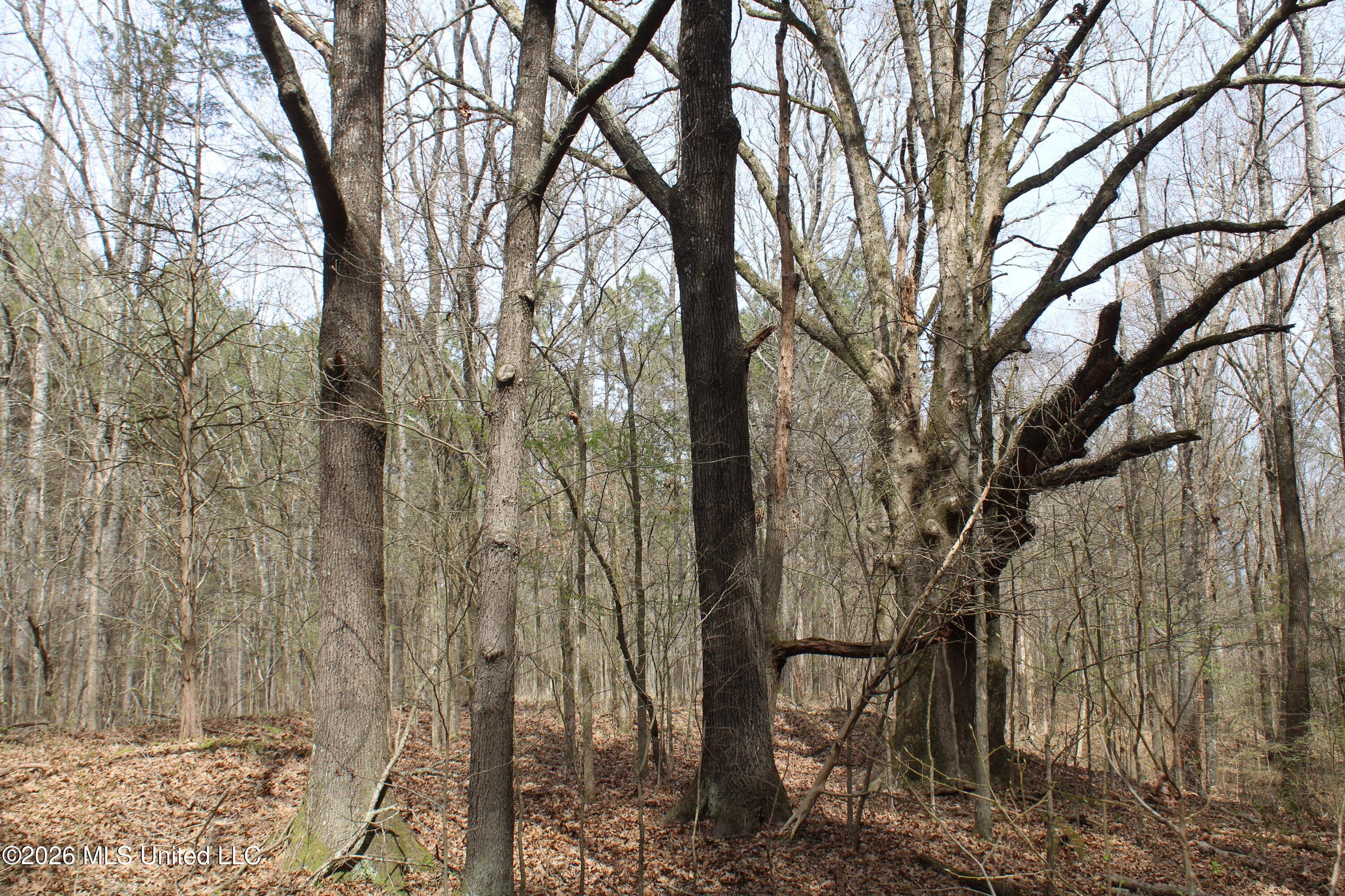 4500 Jaybird Road Hernando, MS 38632 - Photo 25 of 55 IMG_7554