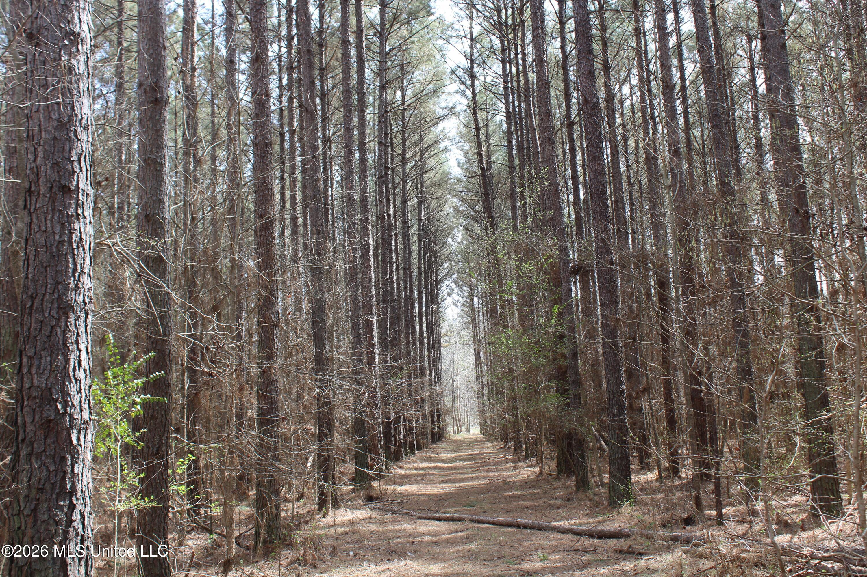 4500 Jaybird Road Hernando, MS 38632 - Photo 28 of 55 IMG_7558