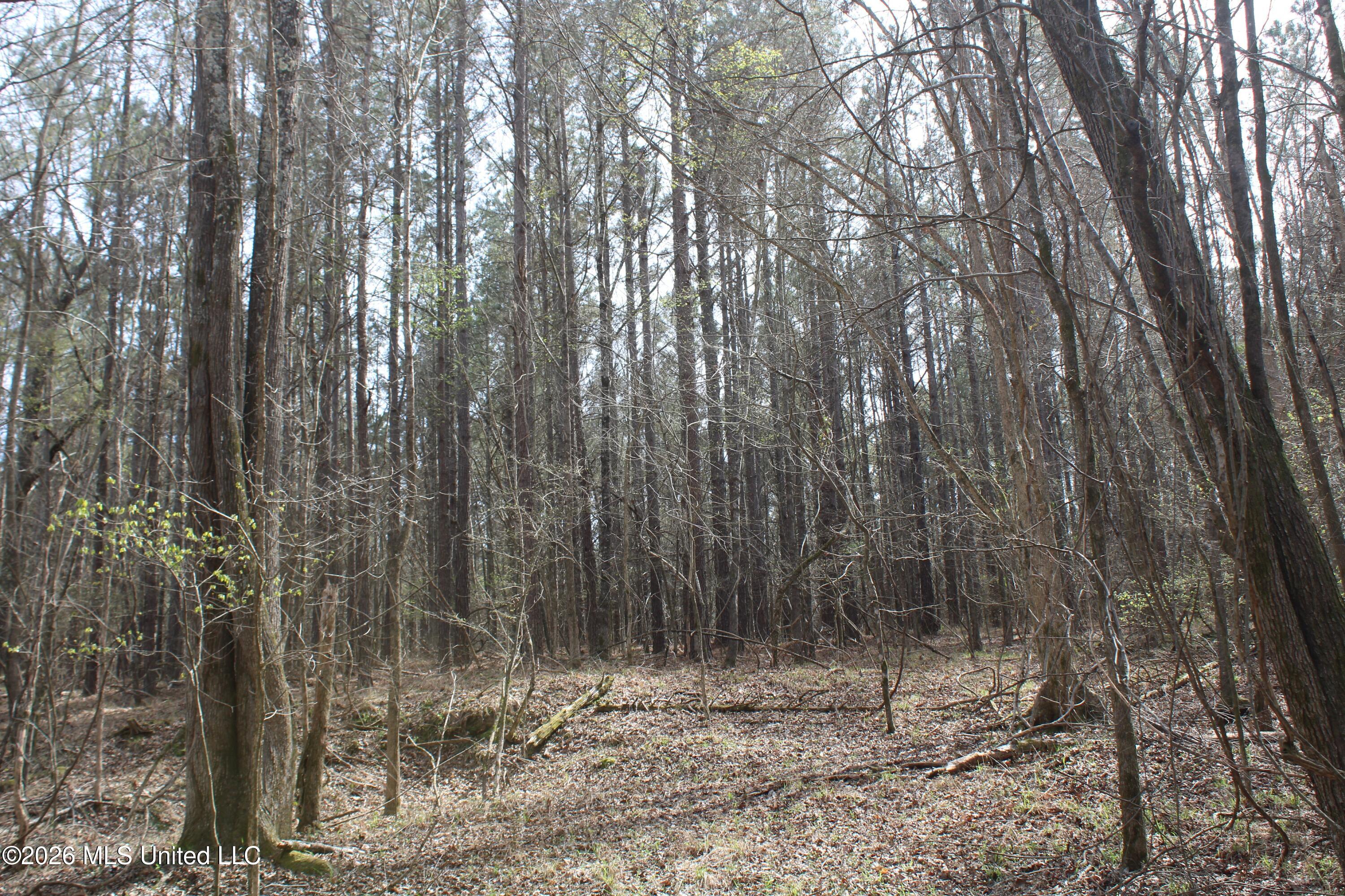 4500 Jaybird Road Hernando, MS 38632 - Photo 34 of 55 IMG_7564