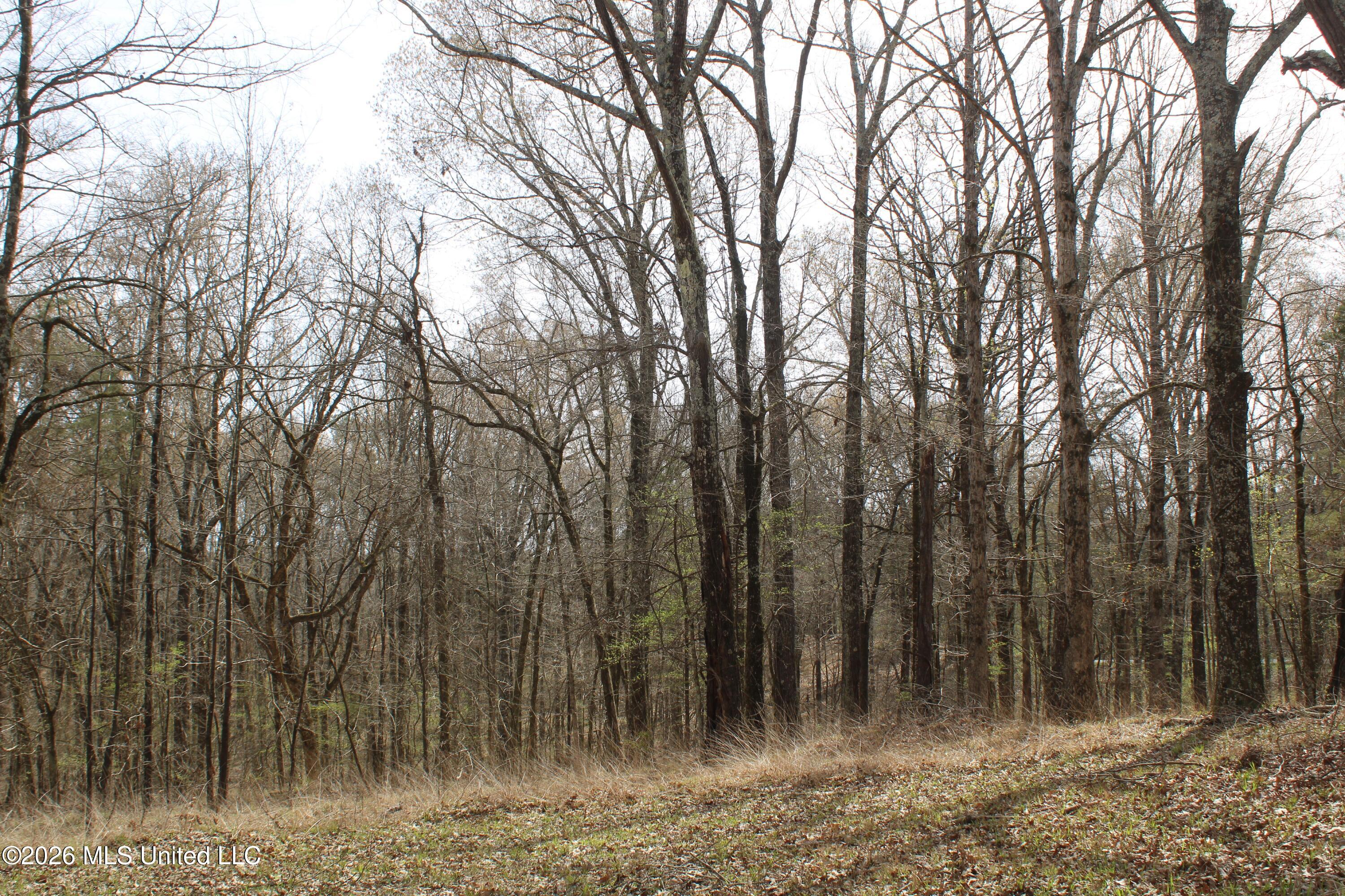 4500 Jaybird Road Hernando, MS 38632 - Photo 38 of 55 IMG_7568