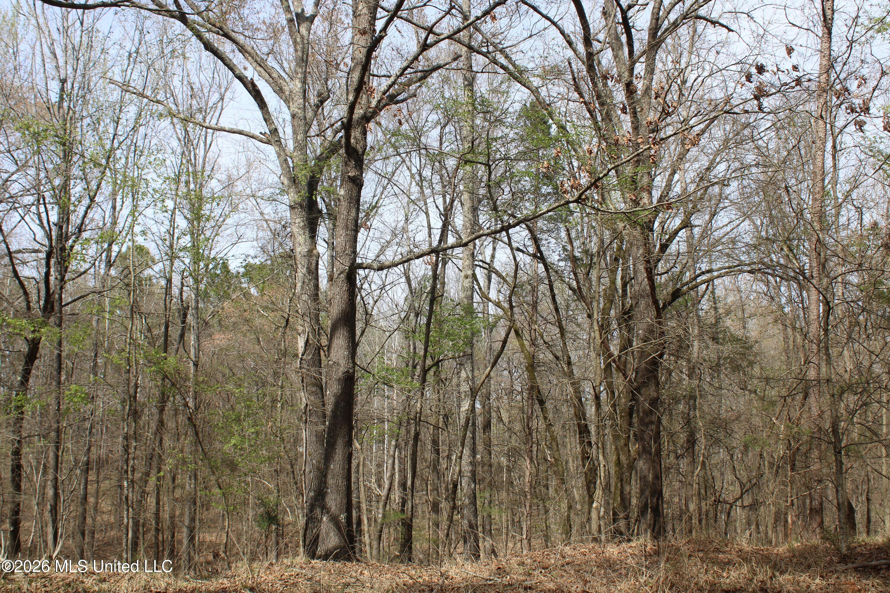 4500 Jaybird Road Hernando, MS 38632 - Photo 40 of 55 IMG_7570