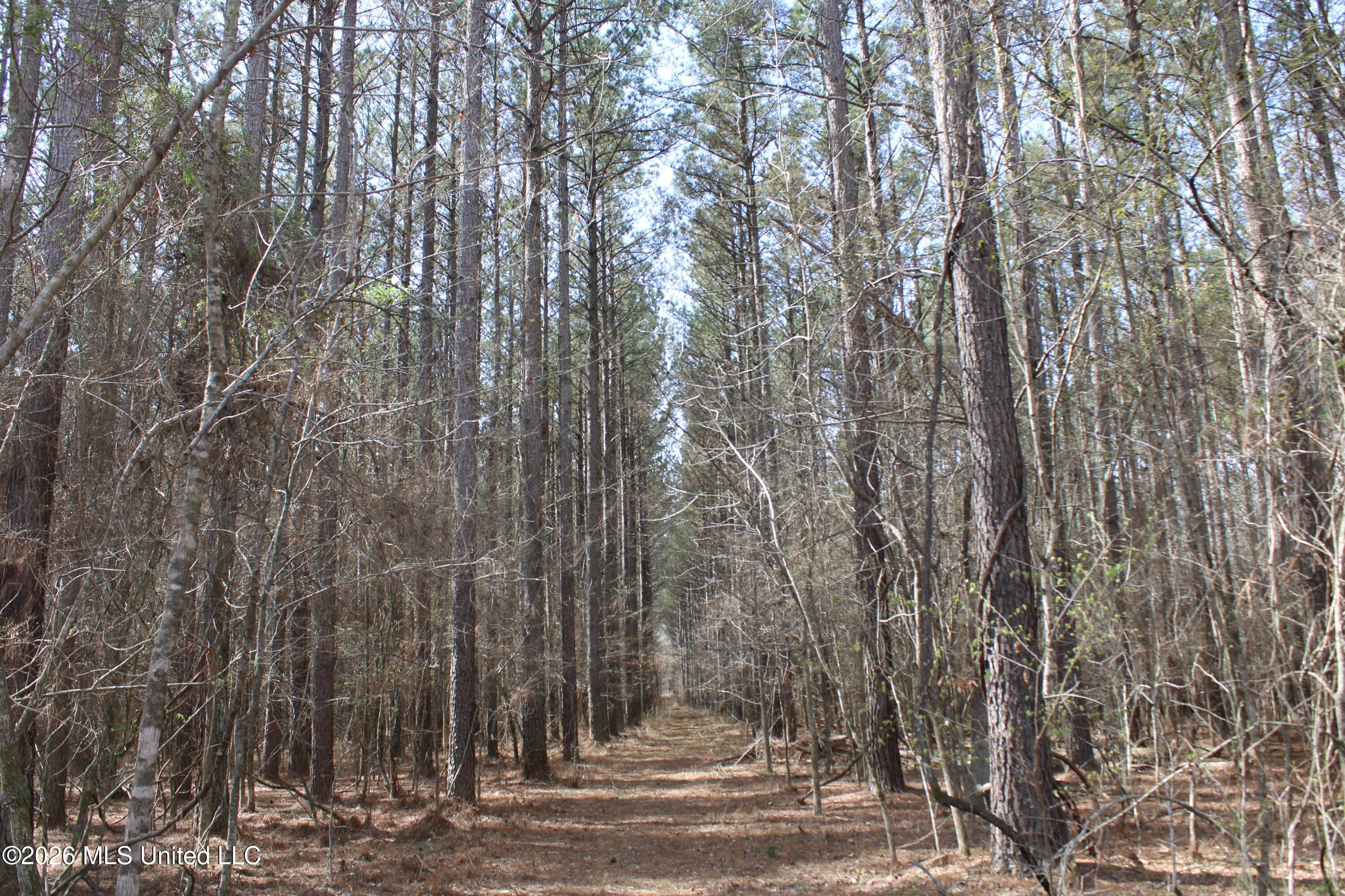 4500 Jaybird Road Hernando, MS 38632 - Photo 46 of 55 IMG_7576