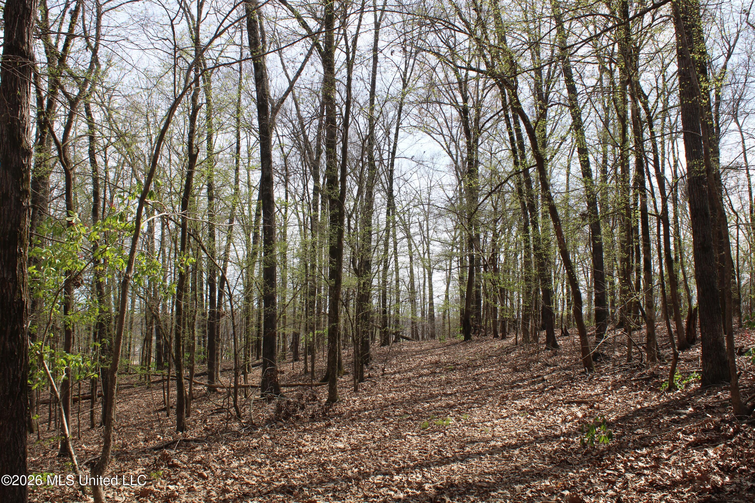 4500 Jaybird Road Hernando, MS 38632 - Photo 50 of 55 IMG_7580