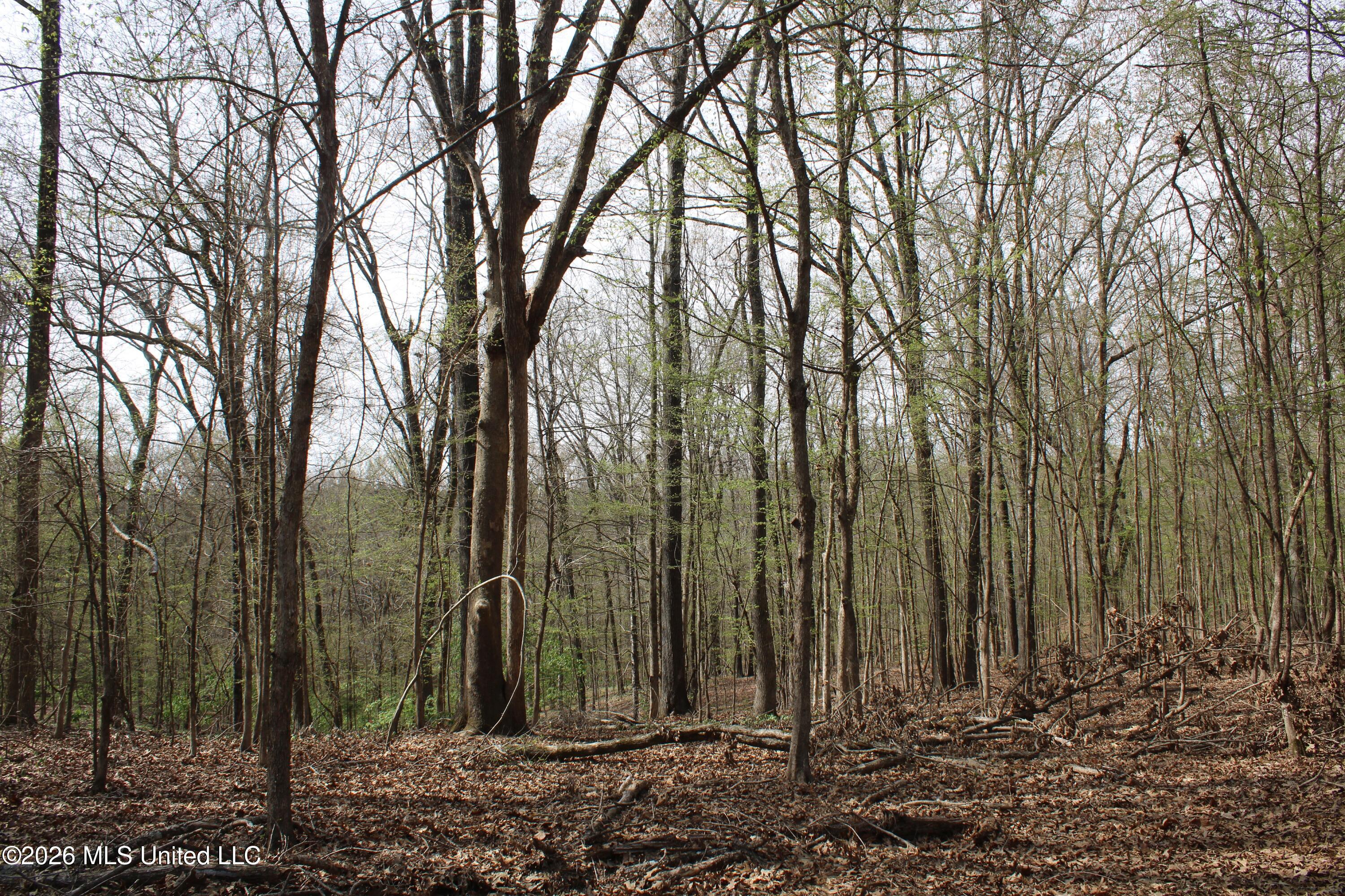 4500 Jaybird Road Hernando, MS 38632 - Photo 54 of 55 IMG_7584