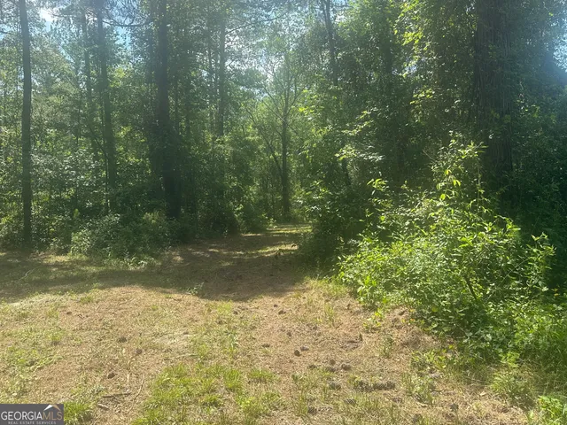 a view of a lush green forest