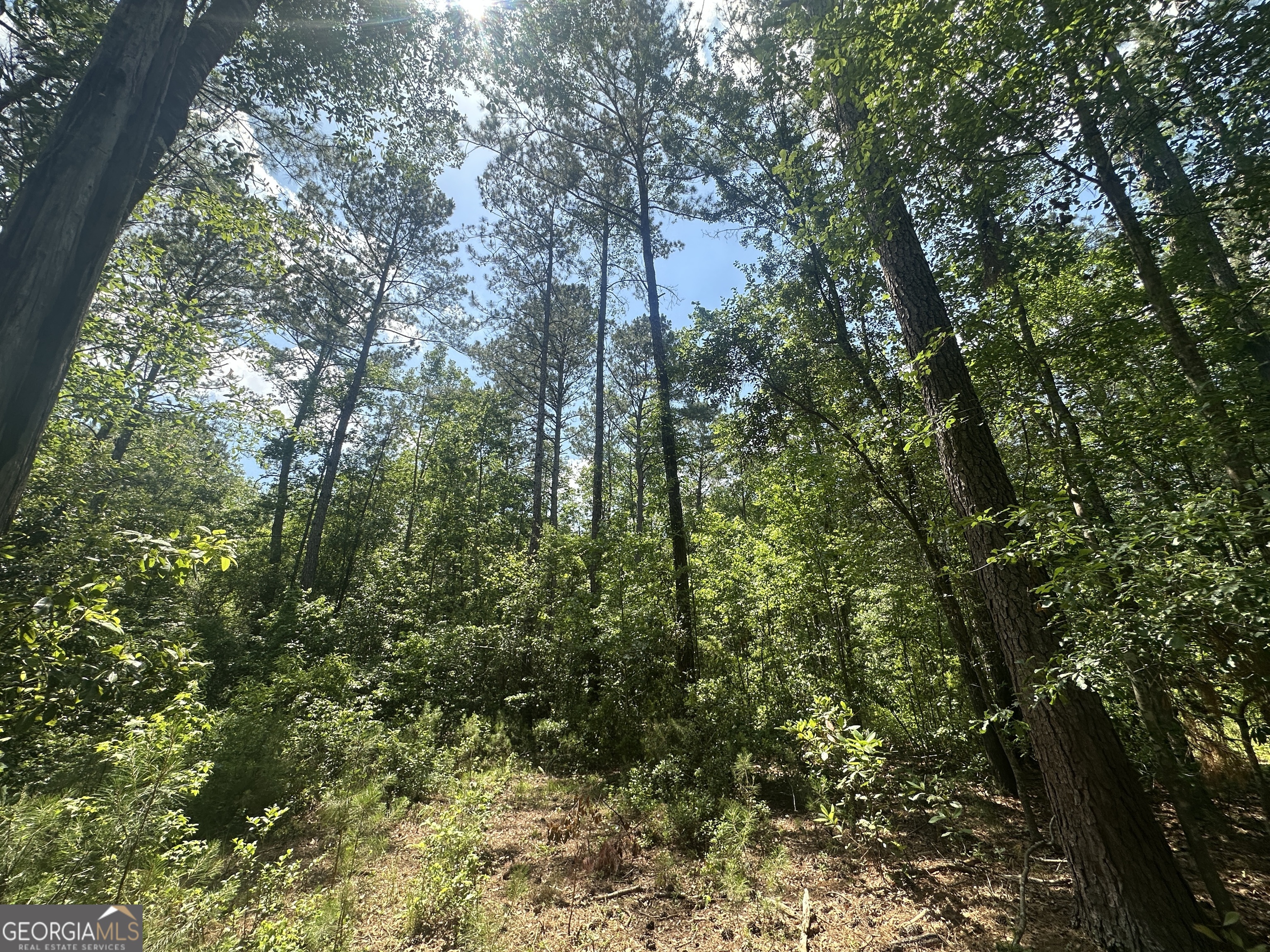 925 Cleary Road Brooklet, GA 30415 - Photo 42 of 48 a view of a yard with plants and trees