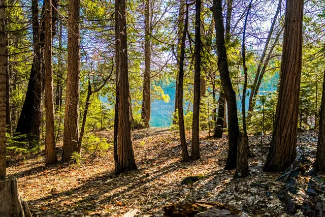 a view of a trees with trees in the background
