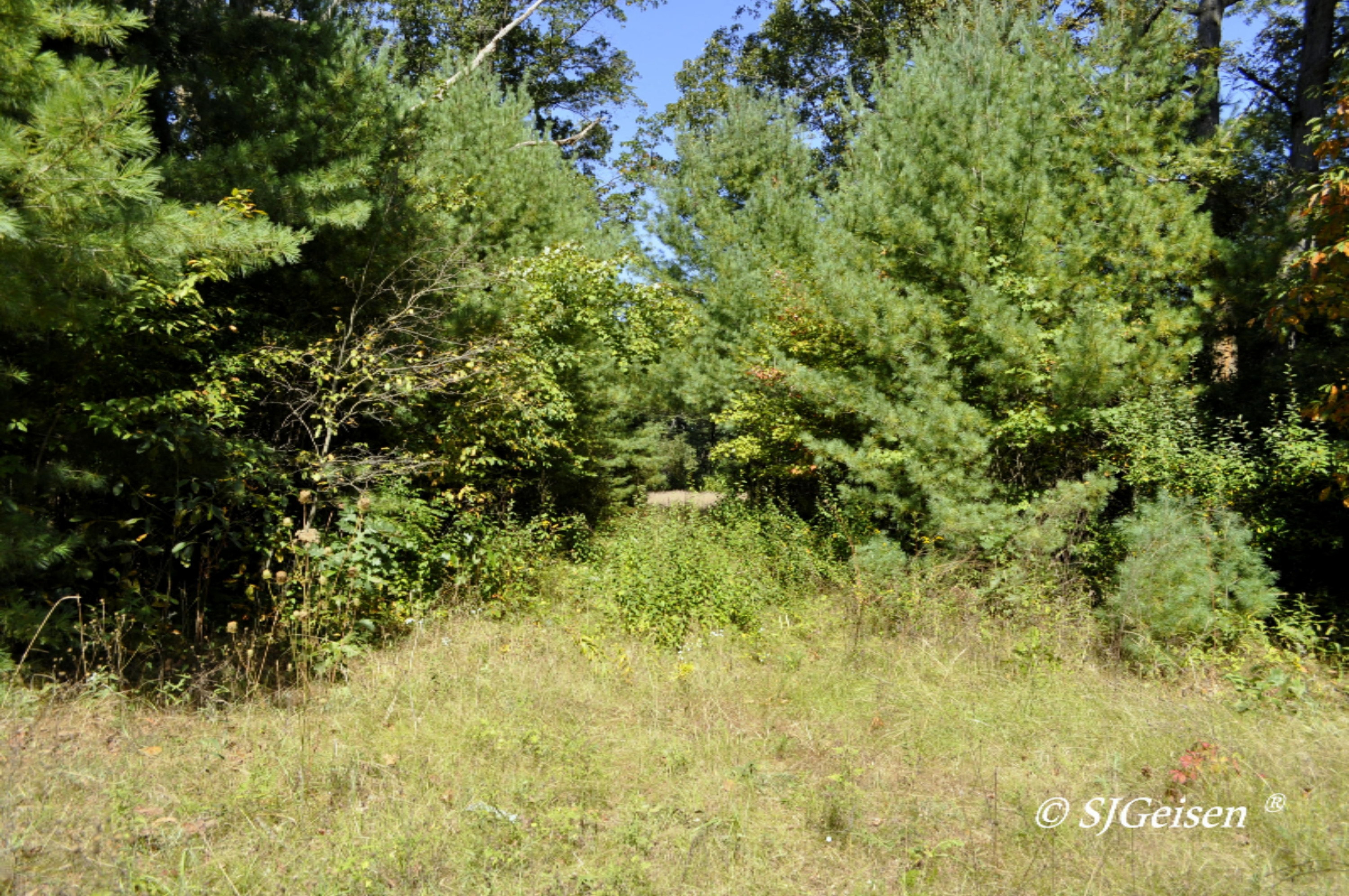 2 Muskrat Road Gowen, MI 49326 - Photo 2 of 16 Muskrat-2