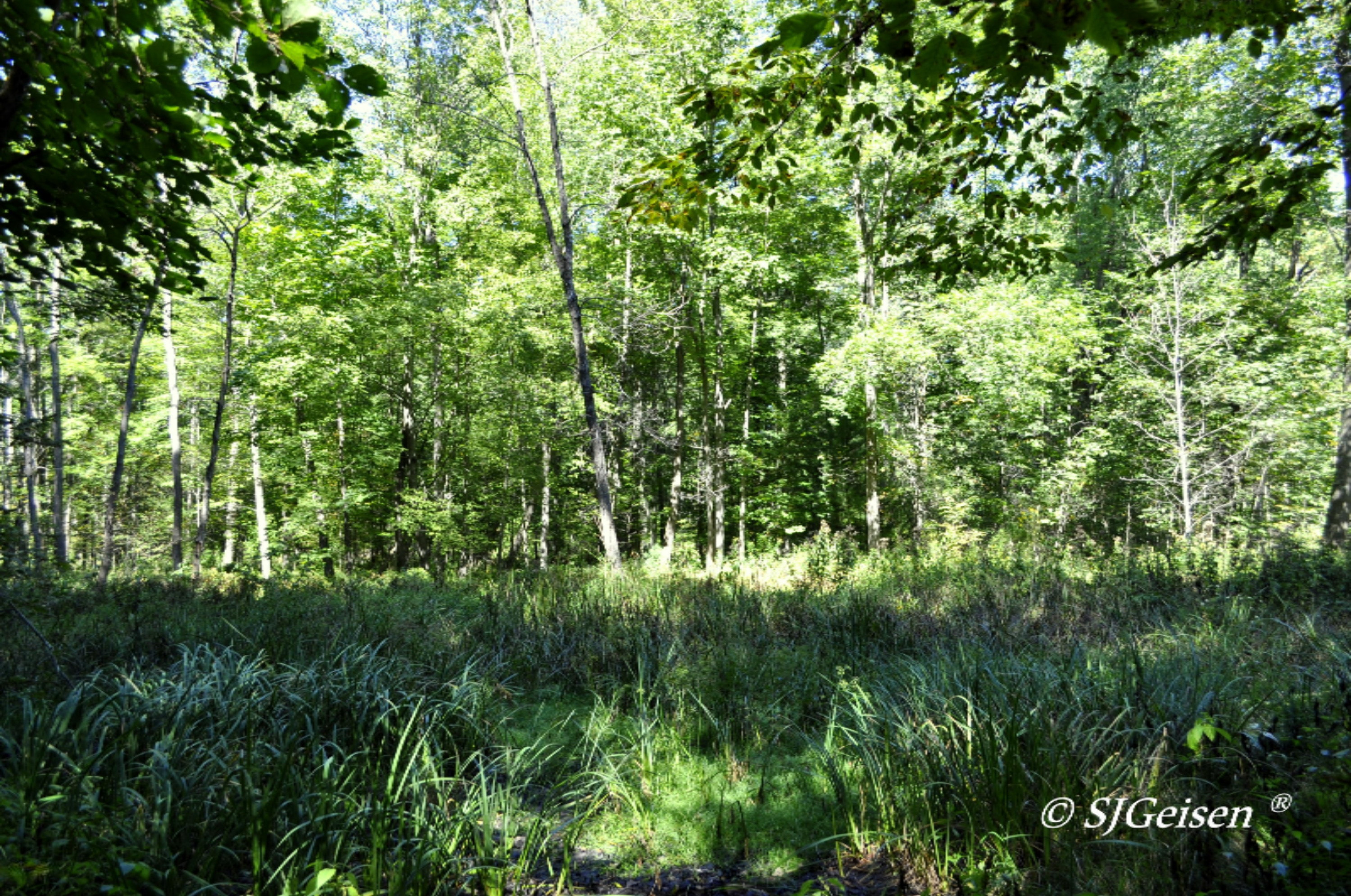 2 Muskrat Road Gowen, MI 49326 - Photo 9 of 16 Muskrat-9