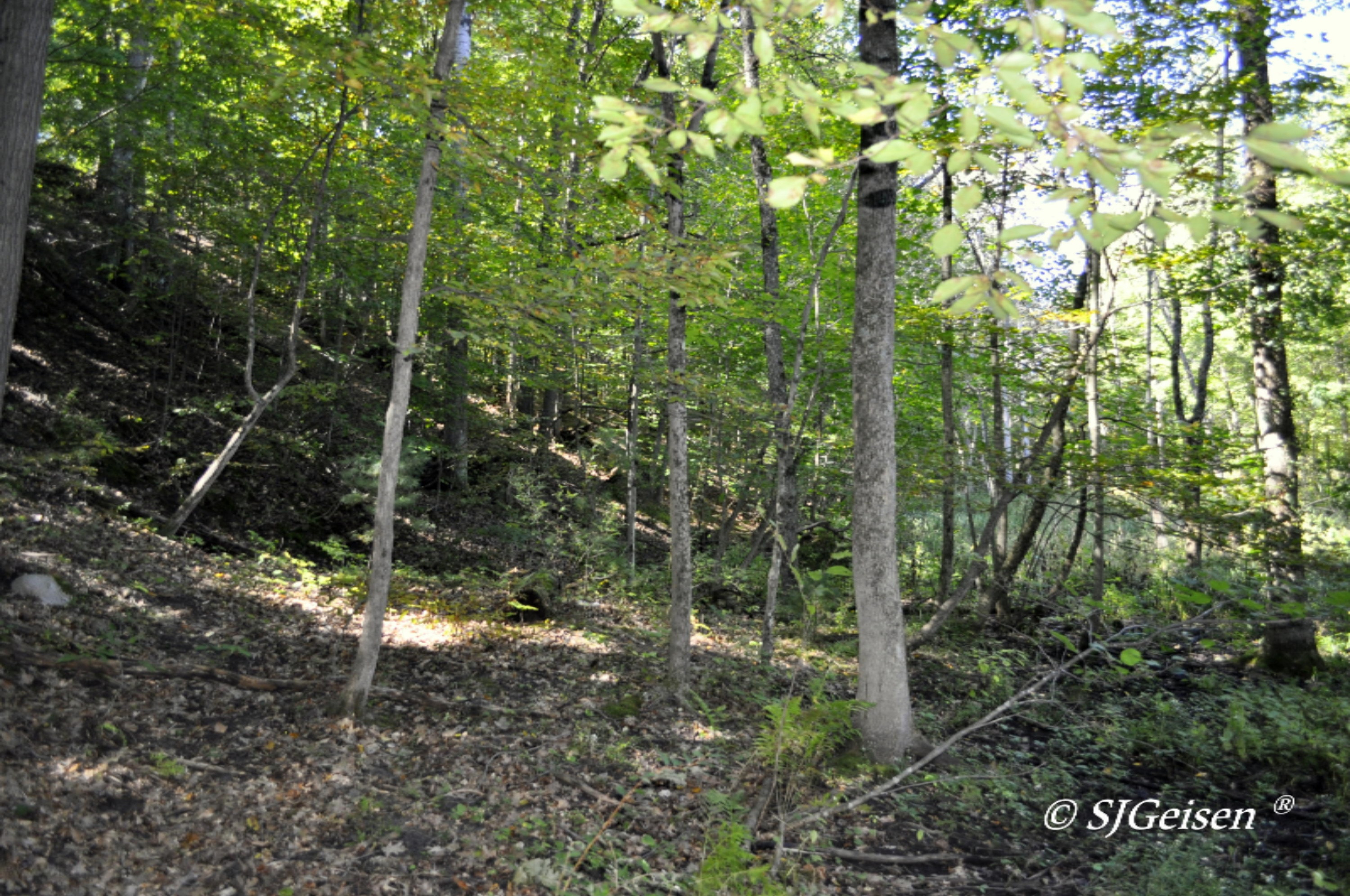 2 Muskrat Road Gowen, MI 49326 - Photo 10 of 16 Muskrat-10