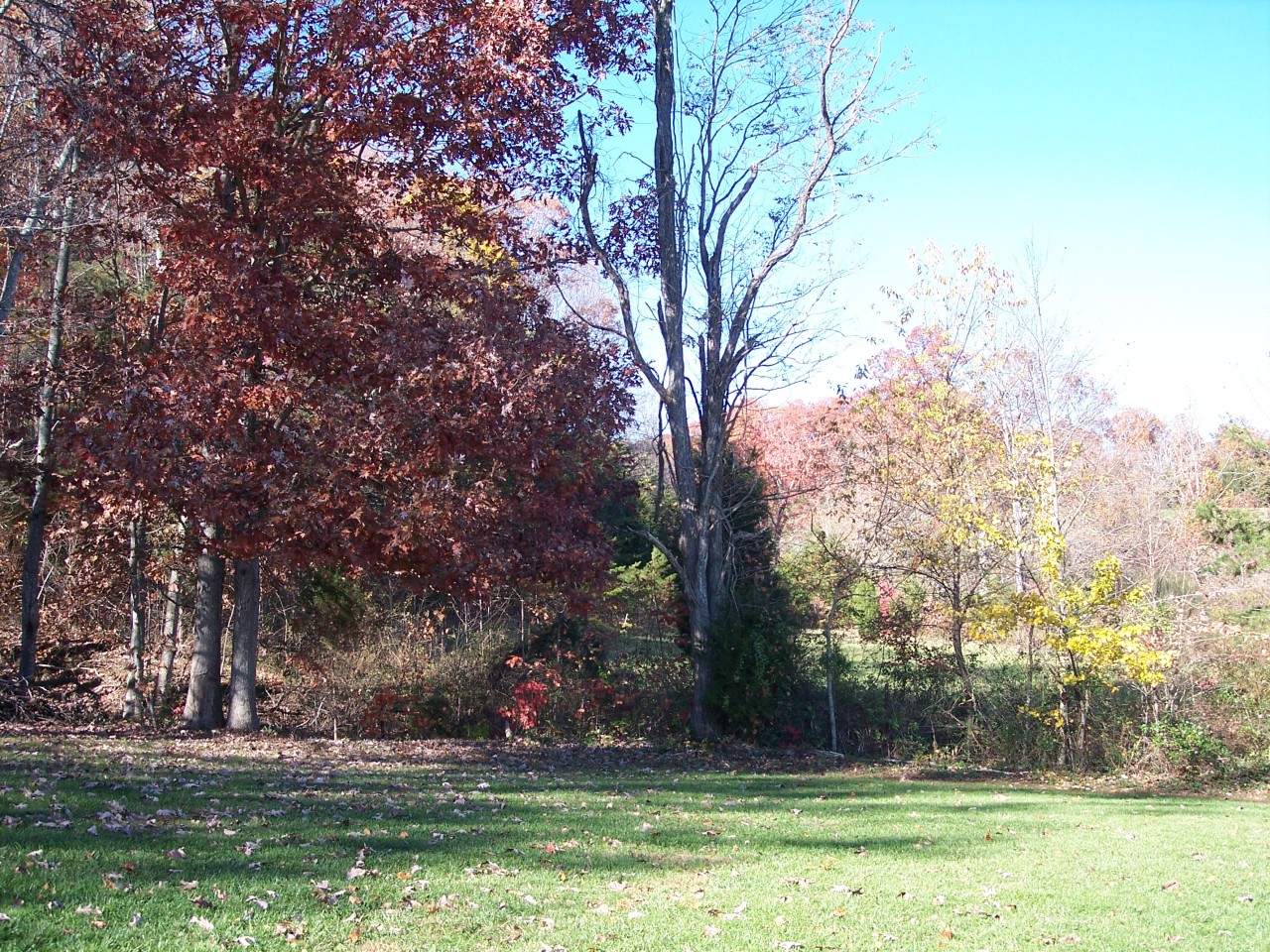 307 Aftons Meadow Road Vinton, VA 24179 - Photo 12 of 44 Some wooded lot