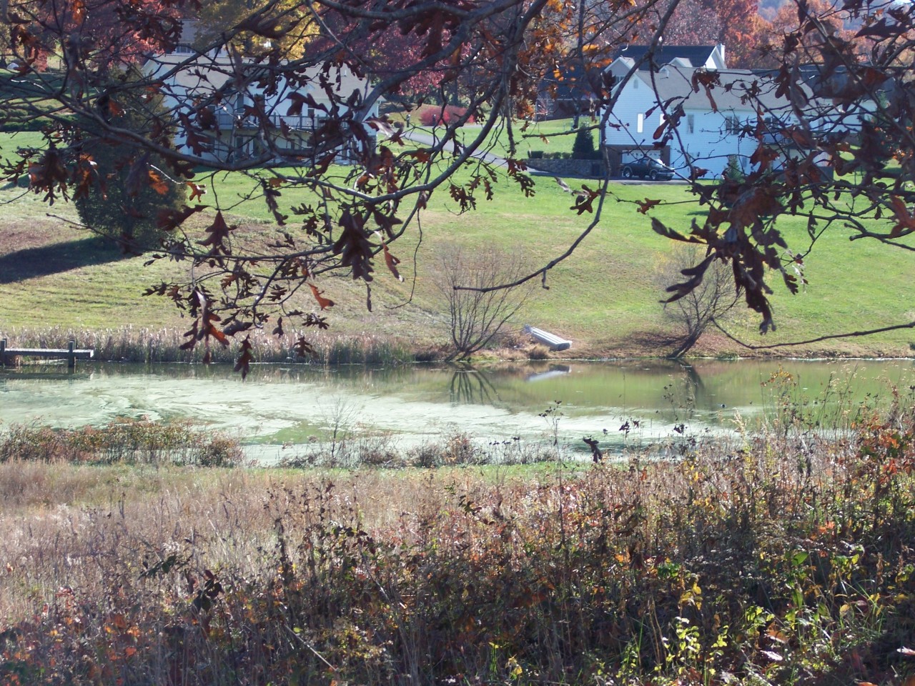 307 Aftons Meadow Road Vinton, VA 24179 - Photo 5 of 44 Private stocked community pond