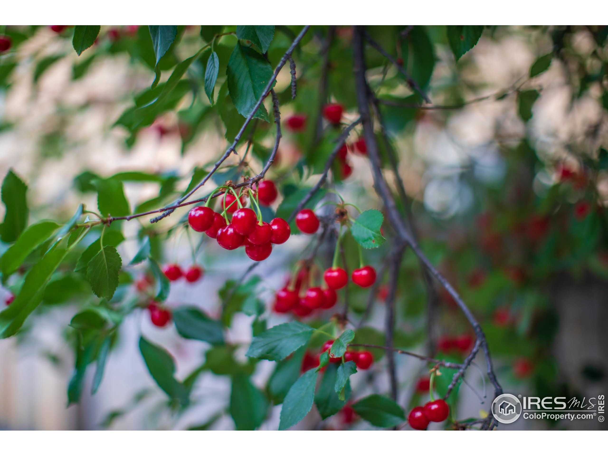2447 20th Street Boulder, CO 80304 - Photo 26 of 35 a view of a flower