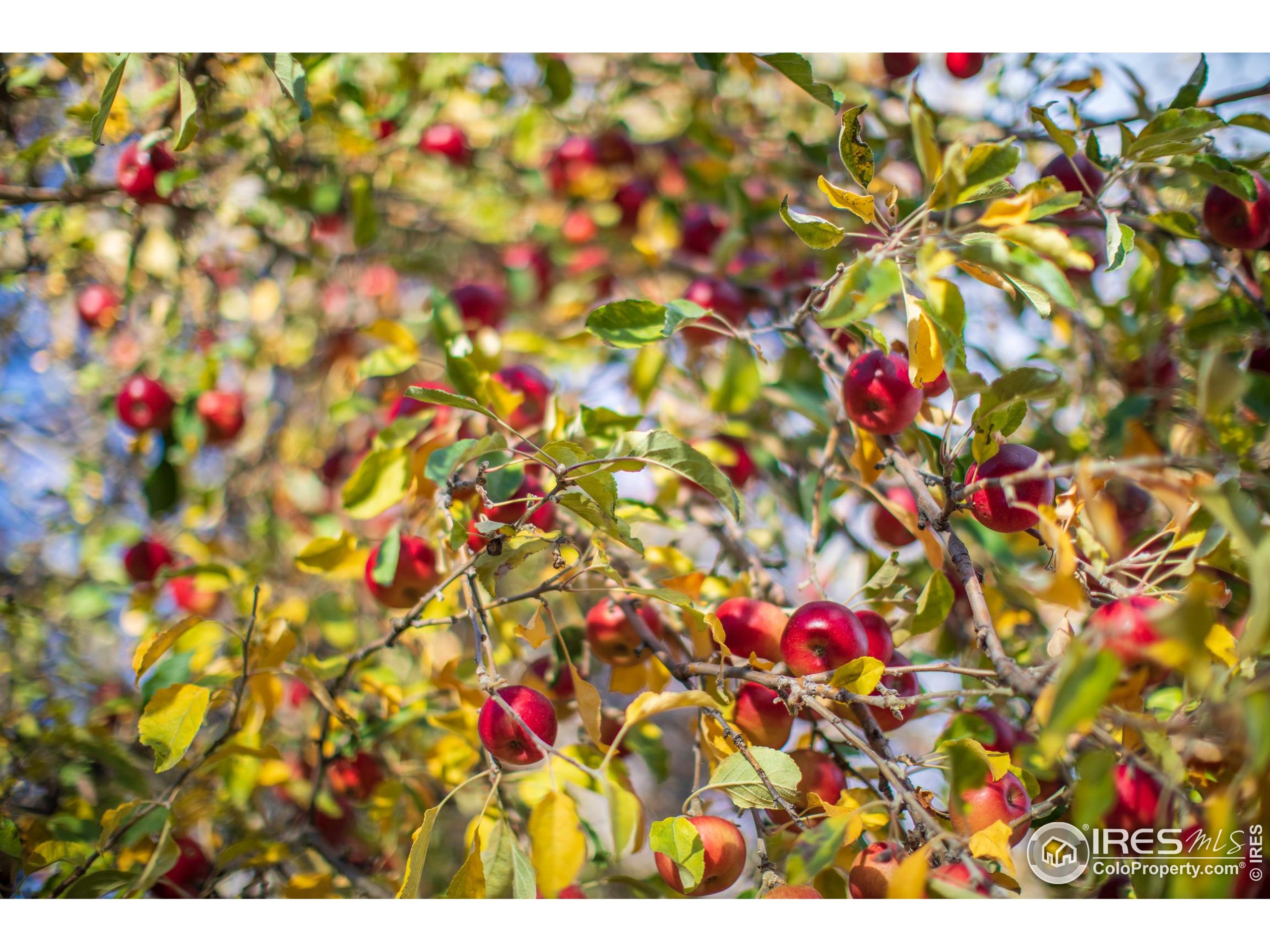 2447 20th Street Boulder, CO 80304 - Photo 29 of 35 a view of yard