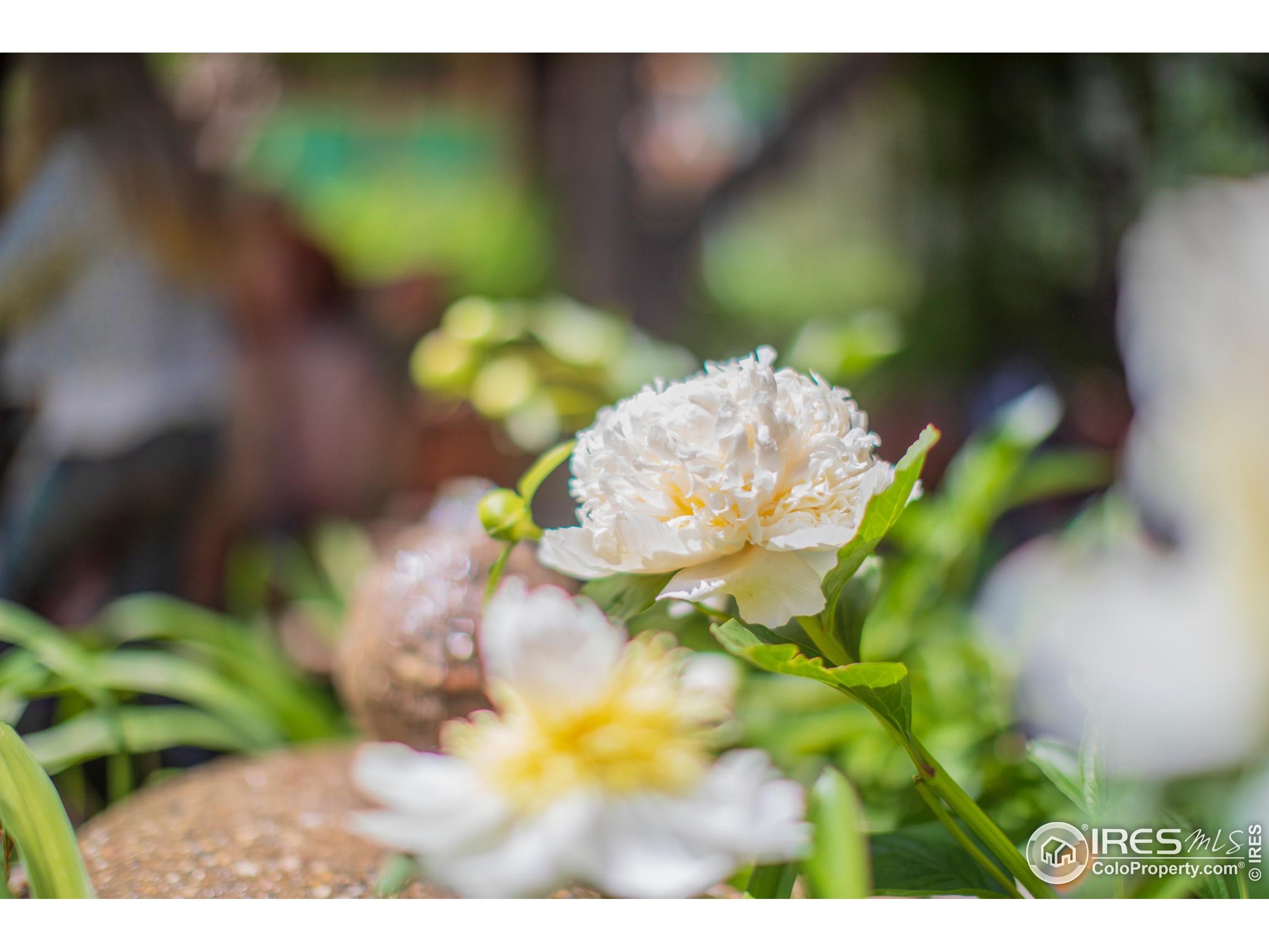 2447 20th Street Boulder, CO 80304 - Photo 31 of 35 a view of a flower