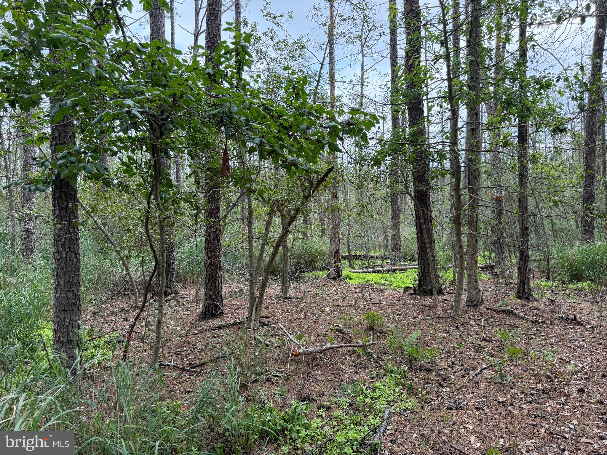 0 Hooper Neck Road Madison, MD 21648 - Photo 61 of 129