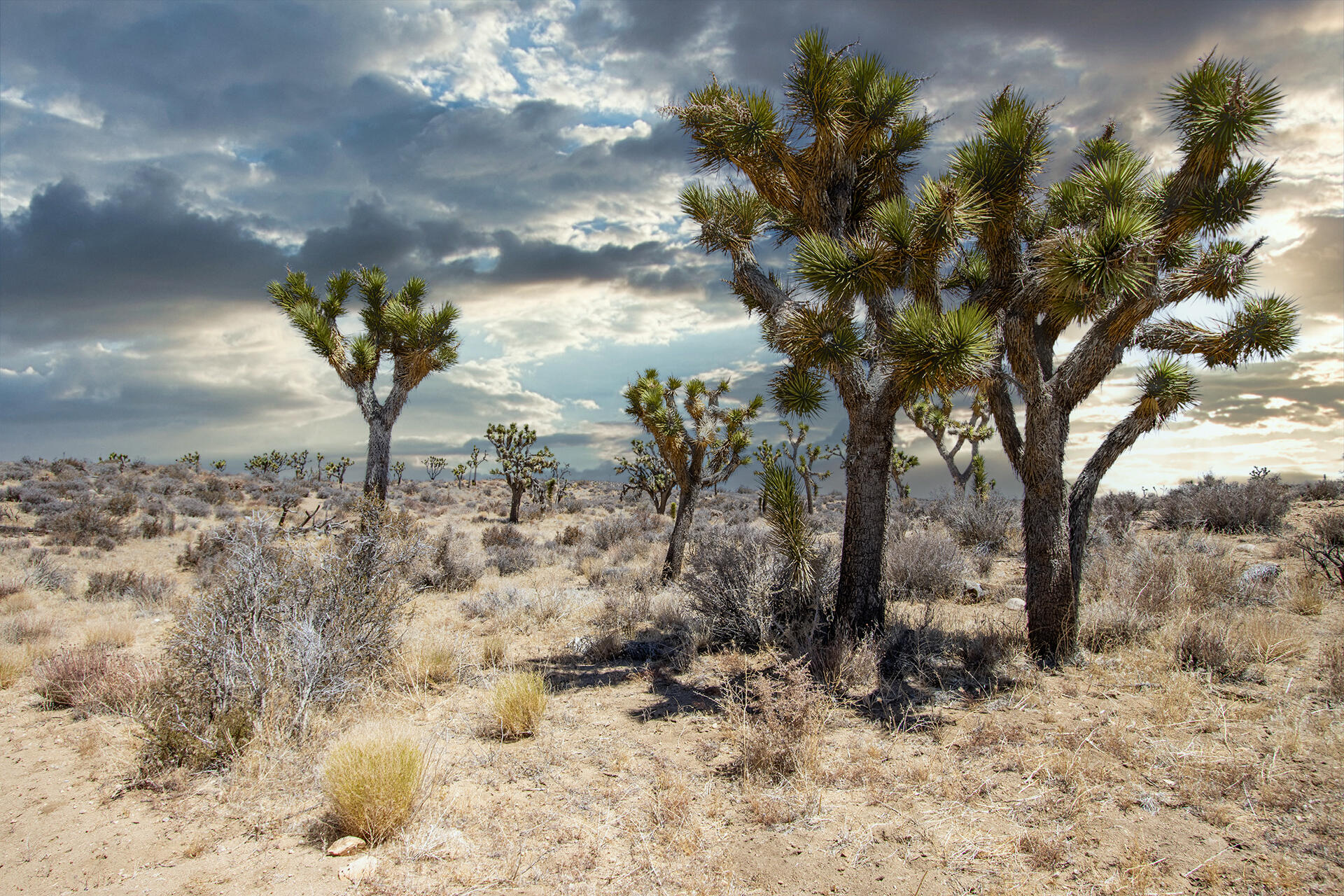 a view of a yard with wooden fence