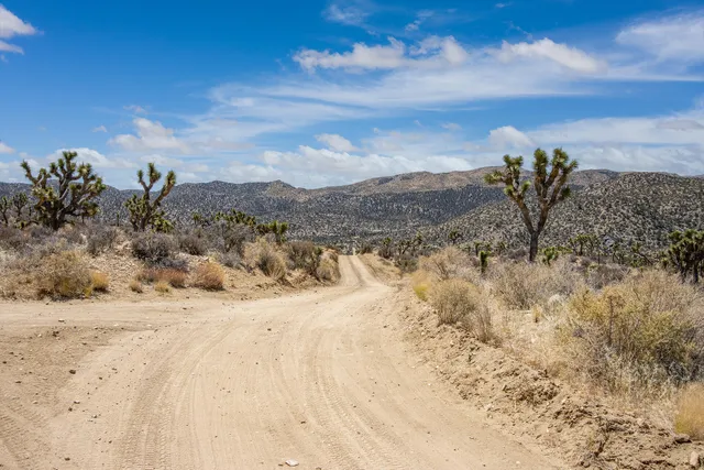 a view of a dry yard with lots of trees