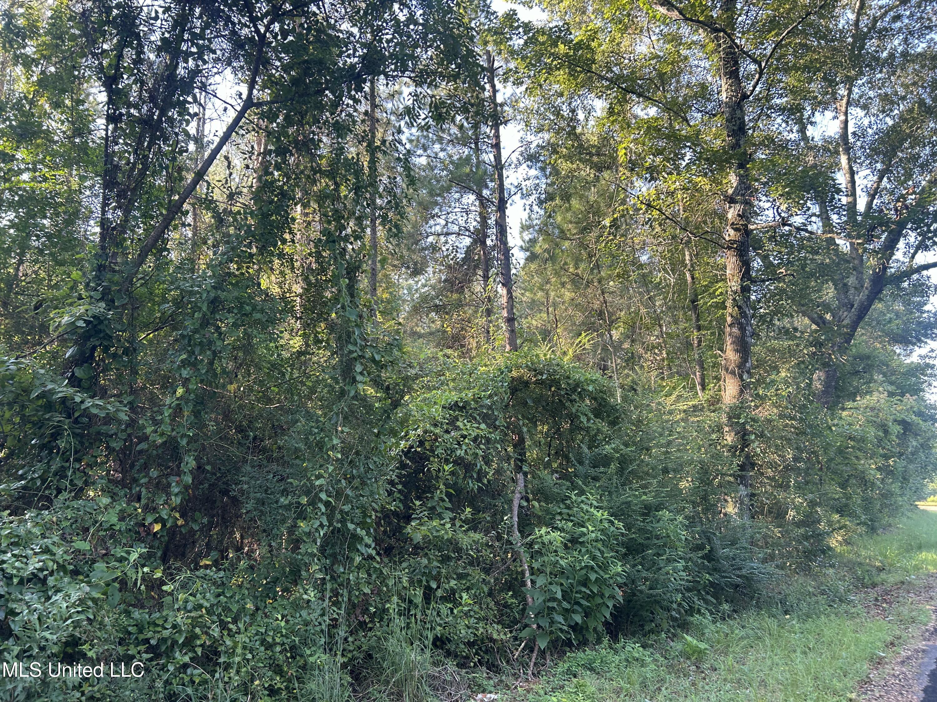 Tbd Tbd Highway Ruth, MS 39662 - Photo 11 of 16 IMG_4699 2