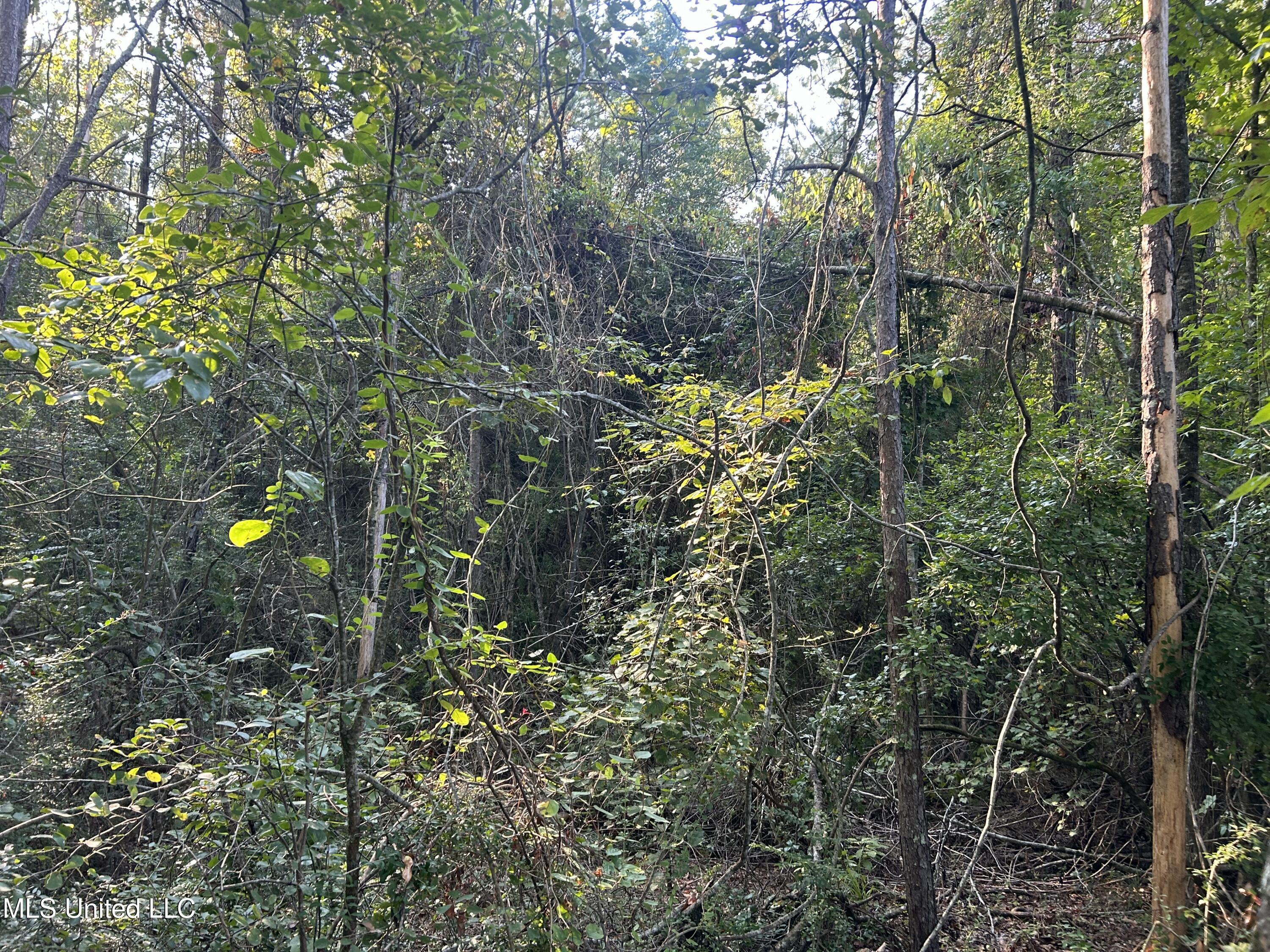 Tbd Tbd Highway Ruth, MS 39662 - Photo 7 of 16 IMG_4695 2