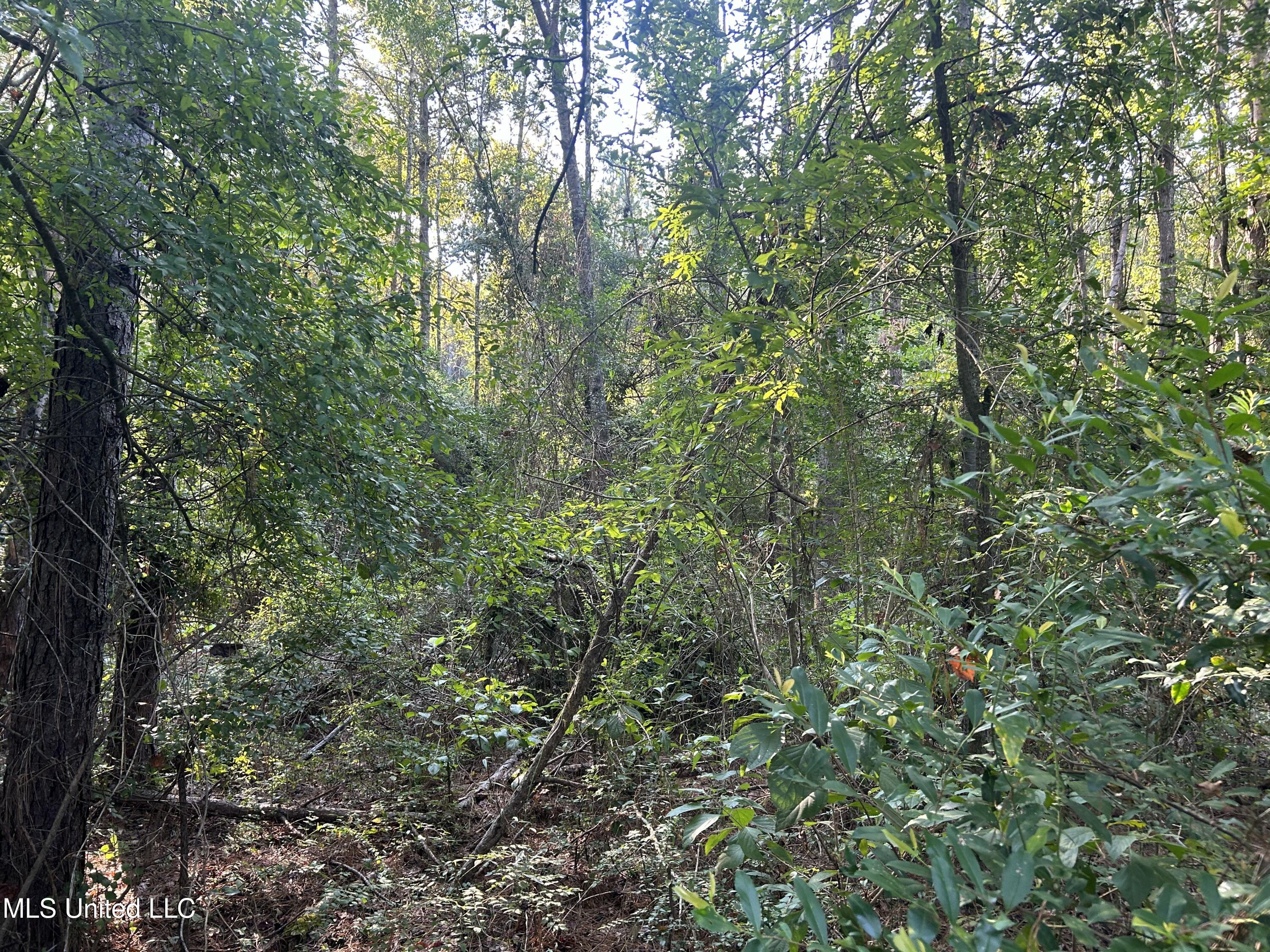 Tbd Tbd Highway Ruth, MS 39662 - Photo 10 of 16 IMG_4698 2