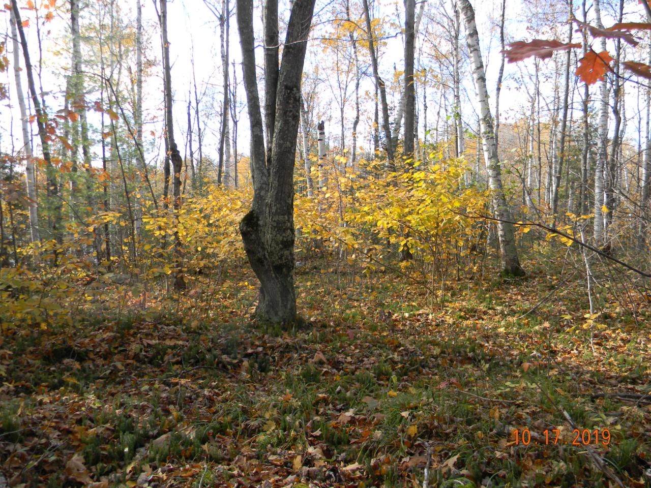 On Black Oak Road, Unit LOT 2 Deerbrook, WI 54424 - Photo 4 of 15 Gallery Image 4
